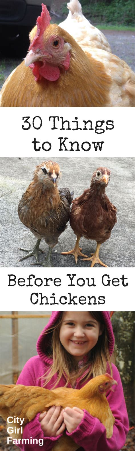 30 Things To Know Before You Get Chickens City Girl Farming