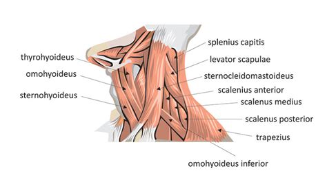 Neck and Back Muscles - TeachPE.com