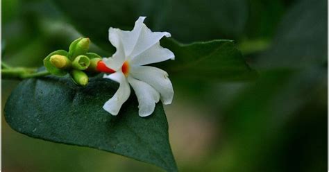 Why the Parijat flower blooms only at night | Fragrant flowers, Very ...