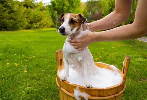 Homemade Flea Shampoo for Dogs - PatchPuppy.com