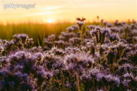 Summer Landscape Agriculture Fields With Phacelia Tanacetifolia Lacy