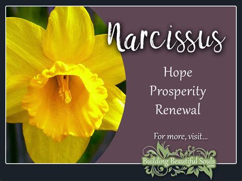 Narcissus Meaning & Symbolism | Flower Meanings