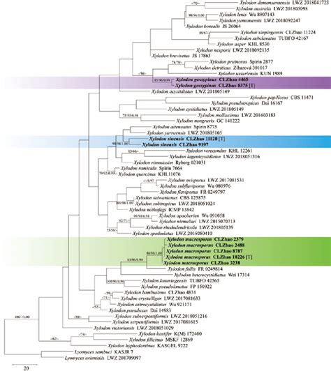 Maximum Parsimony Strict Consensus Tree Illustrating The Phylogeny Of