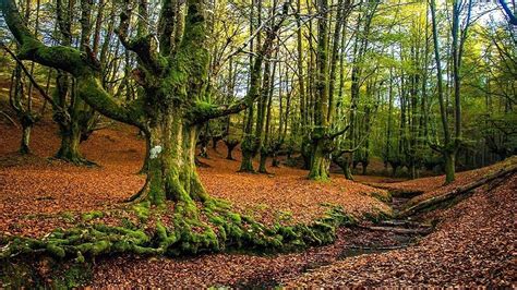 Hayedo De Otzarreta El Bosque Encantado Del Pa S Vasco Europadigital