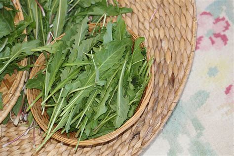 Why Should You Eat Dandelion Greens? - Living Awareness Institute