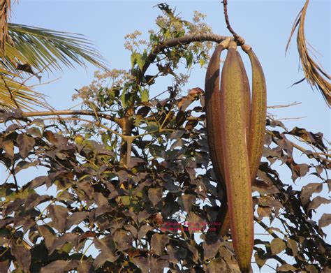 Oroxylum Indicum EFlora Of India