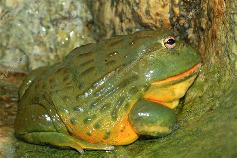 African Bullfrog Pyxicephalus Adspersus Stock Photo By Feather