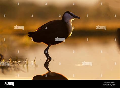 African Jacana Actophilornis Africanus Rim Lit By The Evening Lightin A