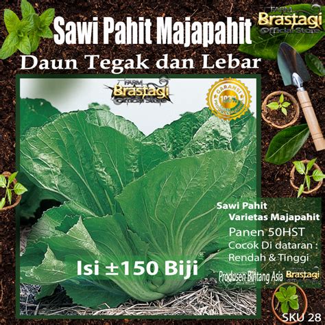 Jual Fbtg Benih Bibit Sawi Pahit Majapahit Cap Bintang Asia