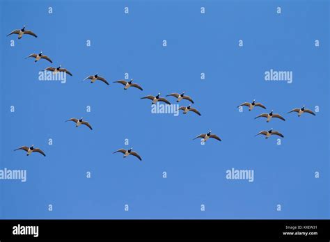 Migrating barnacle goose (Branta leucopsis) flock / barnacle geese ...