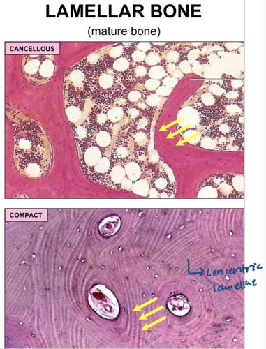 Bone And Cartilage Histology Flashcards Quizlet