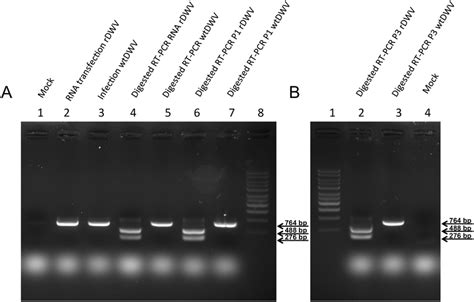 Differentiation Of Rdwv And Wtdwv Using The Bamhi Restriction