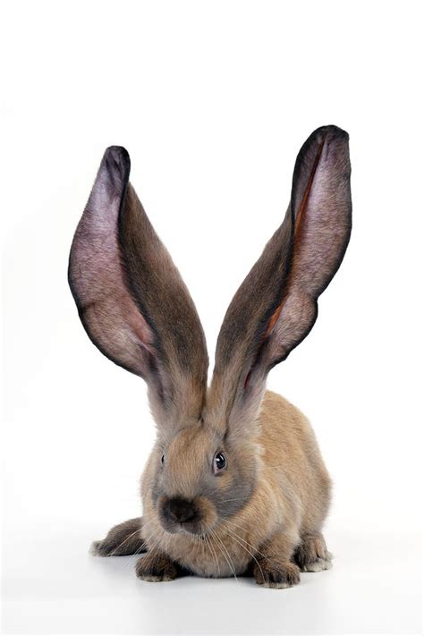 English Lop Rabbit #1 Photograph by John Daniels - Pixels