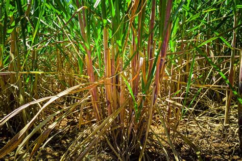 Premium Photo | Sugar cane plantation in brazil.