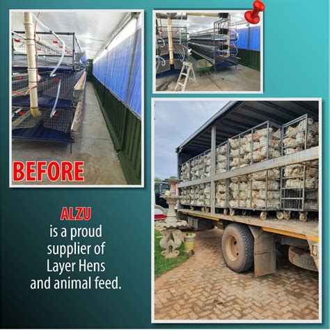 Alzu Feeds Alzu Is A Proud Supplier Of Layer Hens And