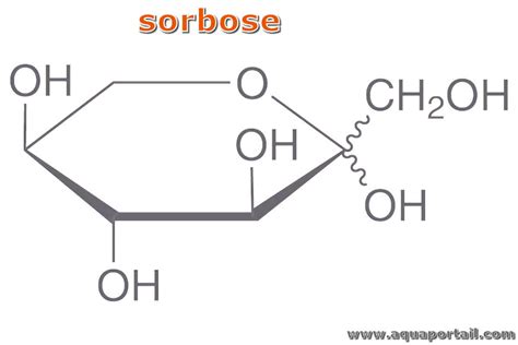 Sorbose Définition Illustrée Avec Explications