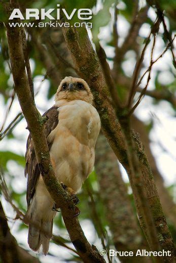 Hawaiian Hawk Alchetron The Free Social Encyclopedia