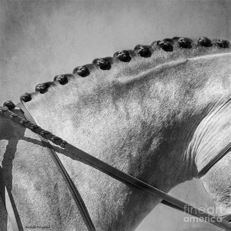 Shades Of Grey Fine Art Horse Photography Photograph by Michelle Wrighton