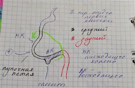Кишечник | Quizlet