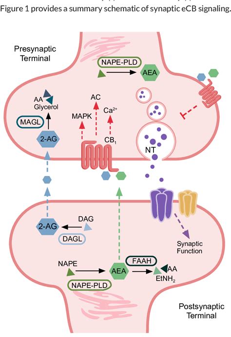 Summary Schematic Of Endocannabinoid Signaling In The Synapse A