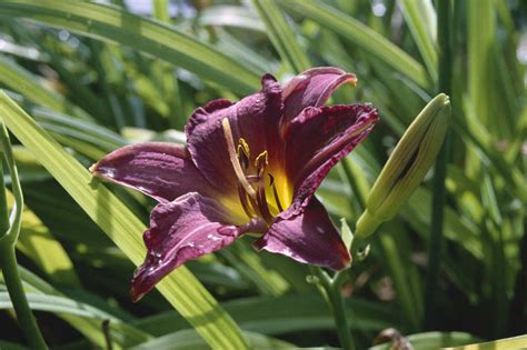 Hemerocallis Andlittle Wine Cupand Daylily Andlittle Wine Cupand Herbaceous