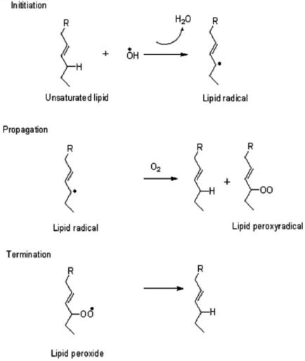 Mechanism of lipid peroxidation in unsaturated fatty acid molecule(s) [29] | Download Scientific ...