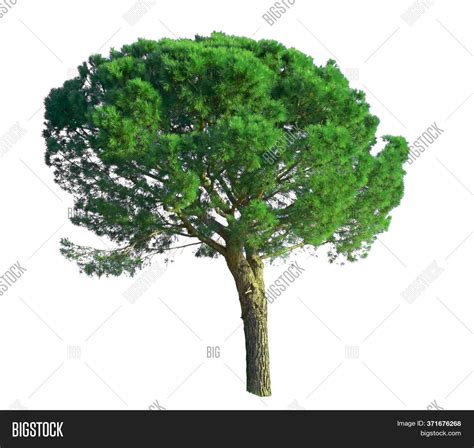 Stone Pine Tree, Known Image & Photo (Free Trial) | Bigstock