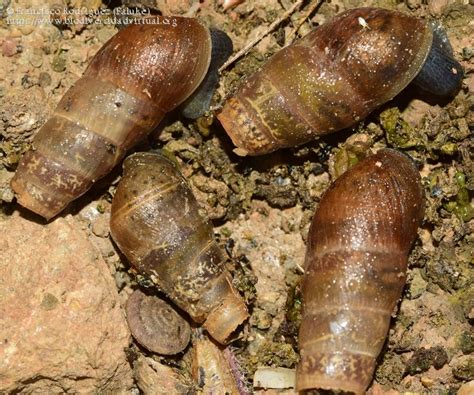 Rumina Decollata 1360468 Biodiversidad Virtual Invertebrados