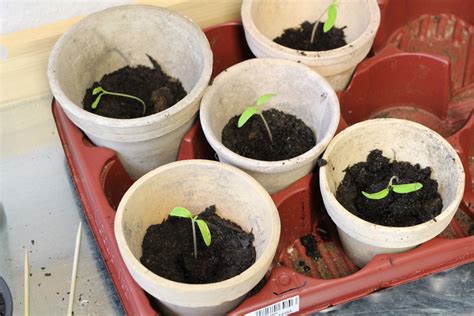 Welche Erde ist am besten für Tomaten ideale Tomatenerde Tomaten de