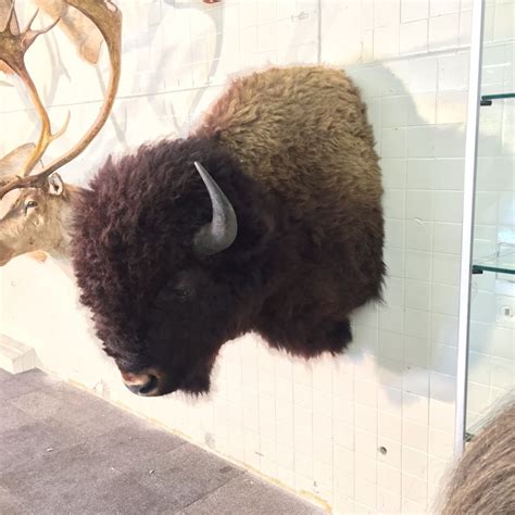 North American Plains Bison Wall Mount 45 Long X 45 H