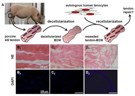 Cells Free Full Text Decellularized Tendon Extracellular Matrix—a