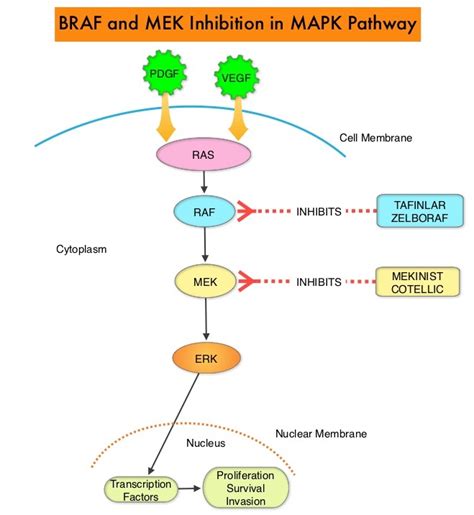 BRAF Inhibitors versus Immunotherapy in Patients with BRAF V600-Mutant ...