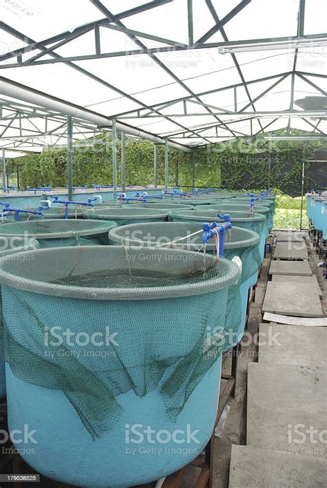 Agriculture Aquaculture Farm Stock Photo Download Image Now