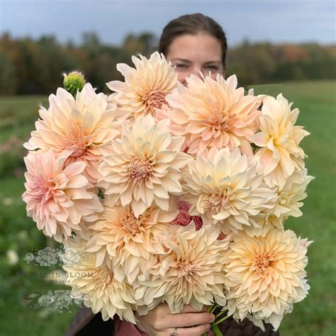 Cafe Au Lait Dahlia Tubers Petals In Bloom Flower Farm