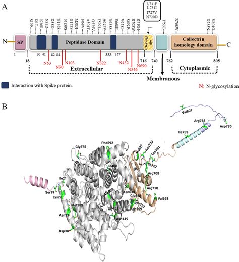 ACE2 protein domains, coding missense variants, and full-length ...