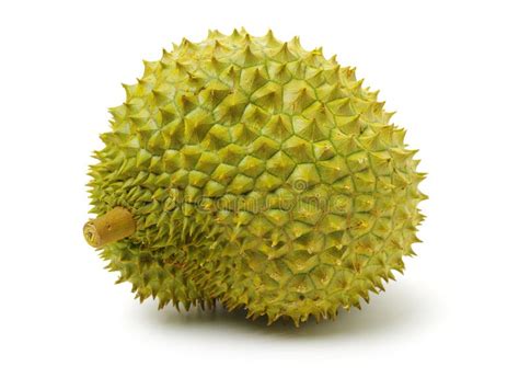 Durian owoc obraz stock Obraz złożonej z żywienioniowy 12546167