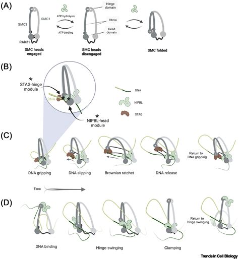 Nipbl And Cohesin New Take On A Classic Tale Trends In Cell Biology