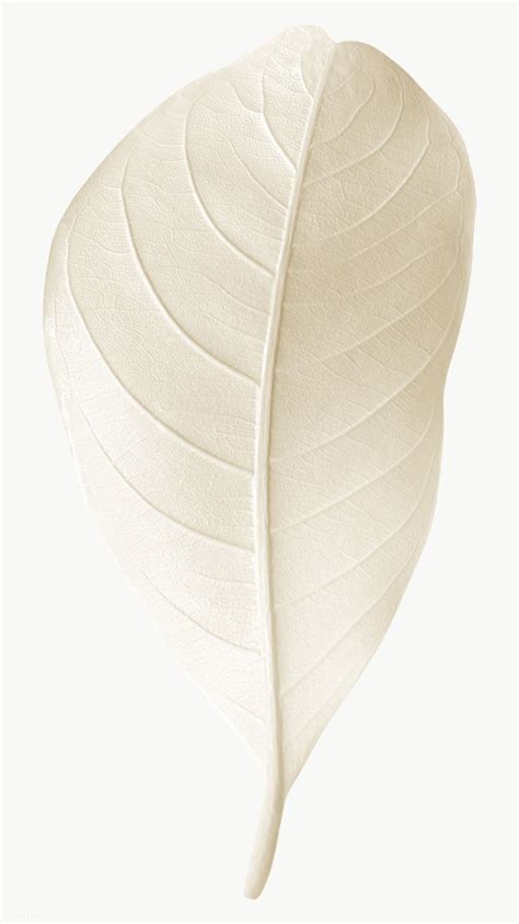 Closeup Of White Leaf Design Element Free Image By Adj