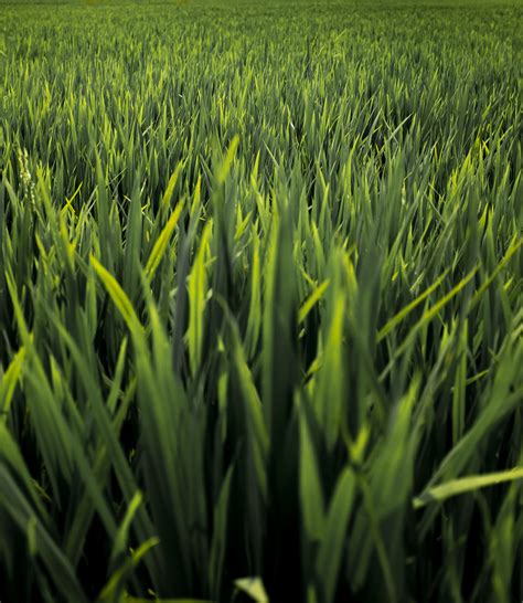 Free Images Lawn Meadow Flower Food Green Crop Soil