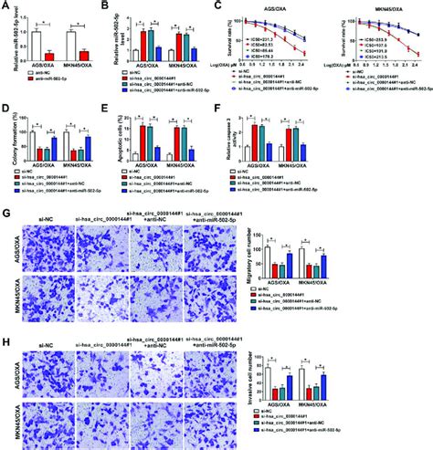 Mir P Inhibition Weakened Hsa Circ Depletion Mediated