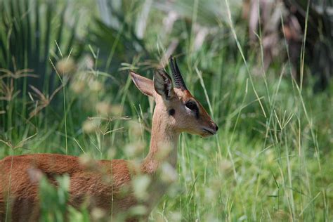 Oribi (Ourebia ourebi) • Travel Guide • Destination Uganda