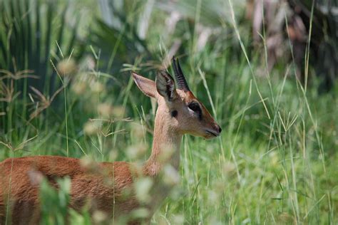 Oribi — Destination Uganda Travelers