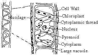 BIOLOGY NOTES 11/12: SPIROGYRA