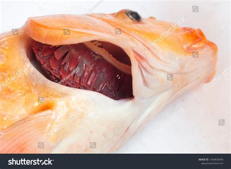 Paralyzed Fish Gills Fishs Mouth Stock Photo 1766830040 | Shutterstock