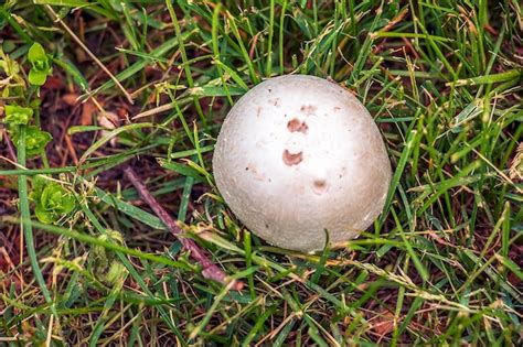 Premium Photo Giant Golovach Latin Calvatia Gigantea Is A Species Of