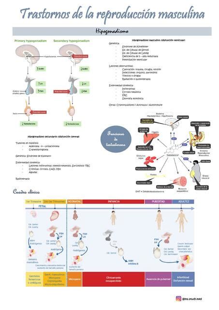 Hipogonadismo Masculino Ms Study Med Udocz