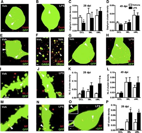 Alterations at inhibitory synapses on new hippocampal neurons ... 