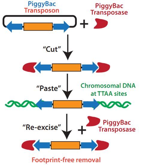 Cambridge Bioscience Transgenesis In One Transfection PiggyBac