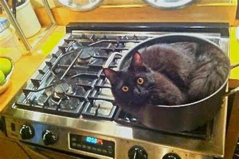 Cabelkawan Comment Bien Cuisiner Son Chat