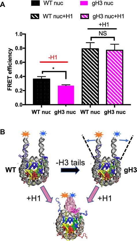 Figure 4 From Acetylation Modulated Communication Between The H3 N